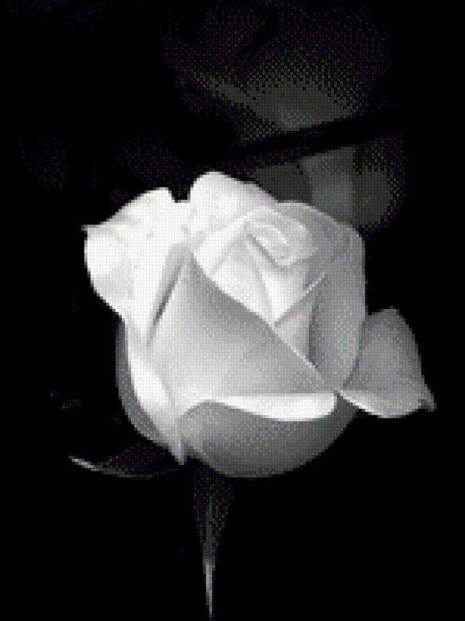 роза - черно- белая роза - предпросмотр