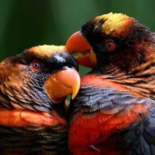 Схема вышивки «Попугайчики»