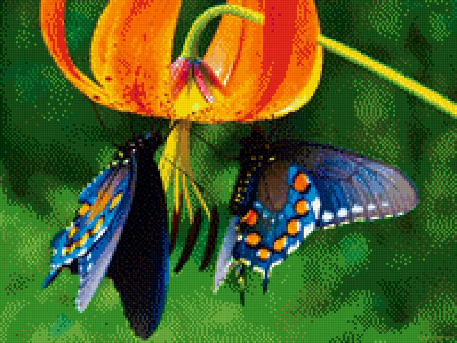 Бабочки - предпросмотр