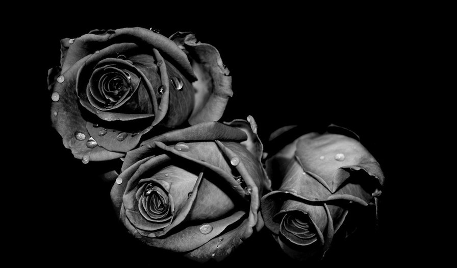 роза - три розы, черно- белая роза - оригинал