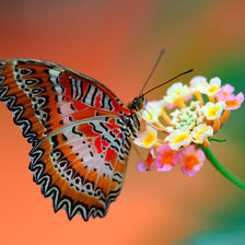 Схема вышивки «радужная бабочка»