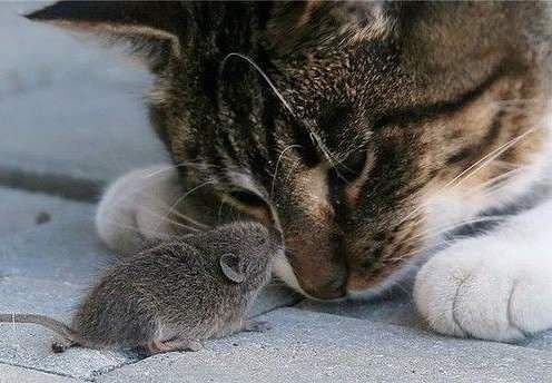 кот и мышка - животные, кот, мышка, любимцы - оригинал