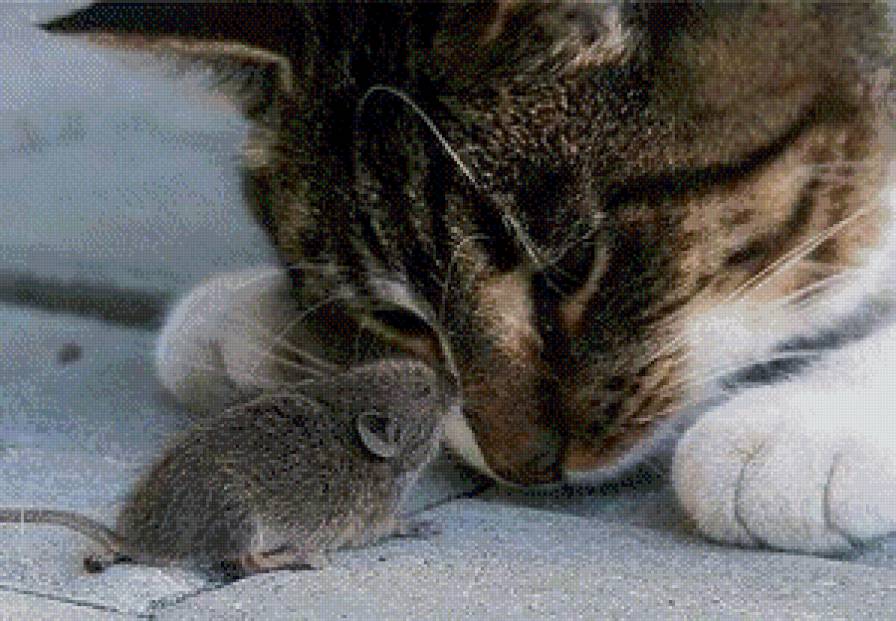 кот и мышка - кот, мышка, любимцы, животные - предпросмотр