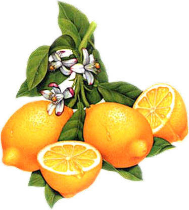 №583036 - фрукты - оригинал