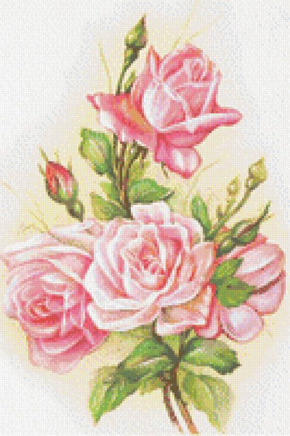 Розы - цветы - предпросмотр