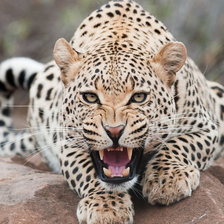 Схема вышивки «Дикий красавец»