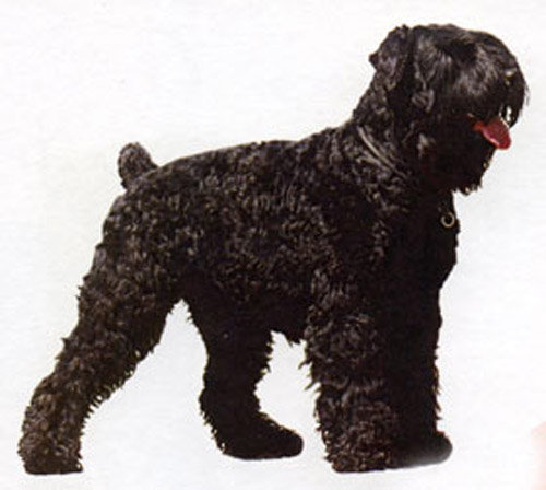 Черныш - оригинал