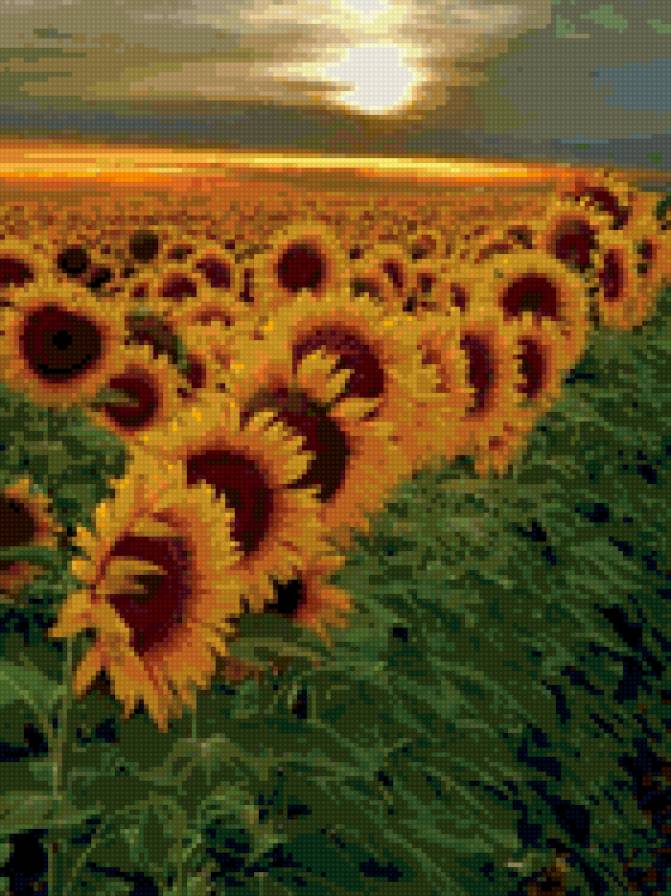 Подсолнухи - предпросмотр