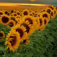 Подсолнухи