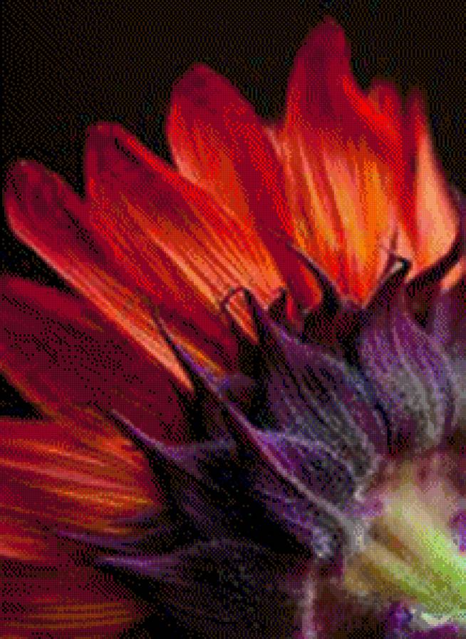 Красный подсолнух - цветы, подсолнухи - предпросмотр