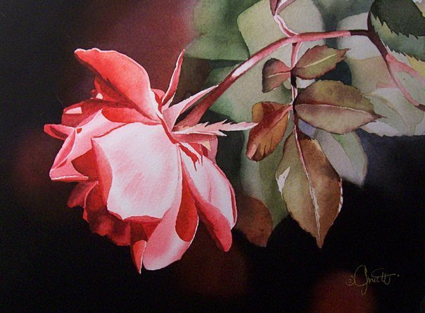 Роза Акварель - роза - оригинал