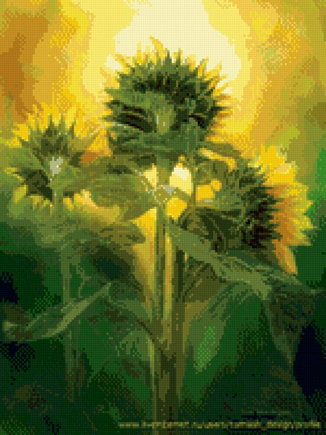 на встречу солнышку - рассвет, подсолнухи, солнце - предпросмотр