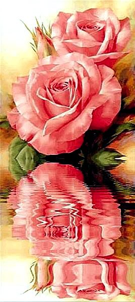 Отражение розы - роза.вода, отражение - оригинал