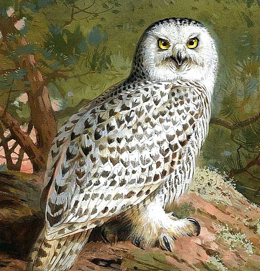 Белая сова - совы, птицы - оригинал