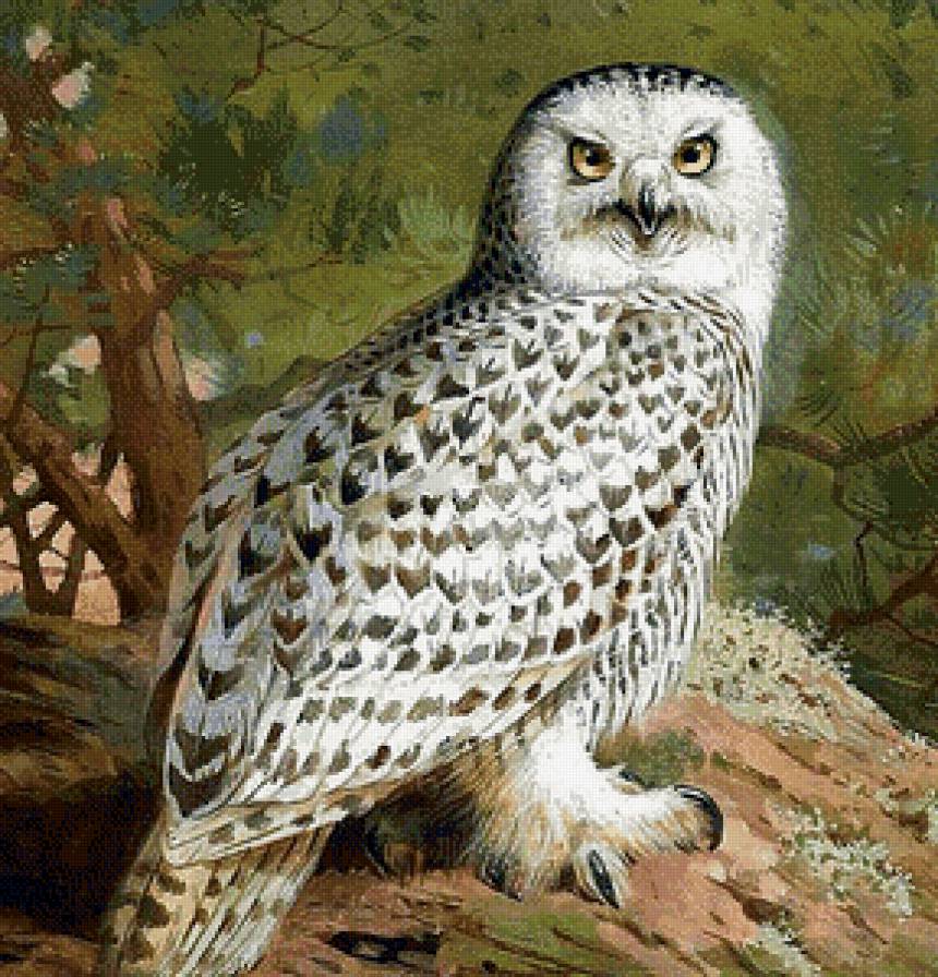 Белая сова - совы, птицы - предпросмотр