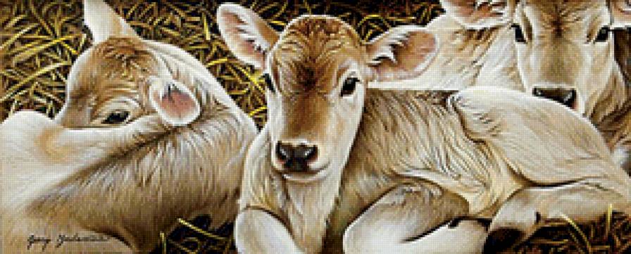 Телята - телята, животные - предпросмотр