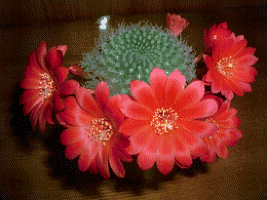 Цветение кактуса. - красота, редкость, кактус, цветы - предпросмотр