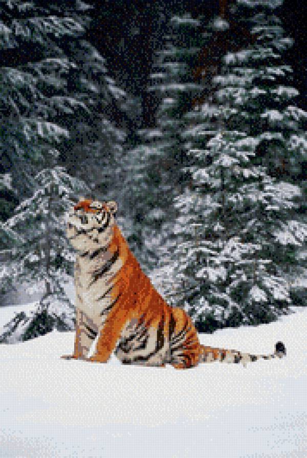 Огонь и лед - лес, зима, снег, тигр, тайга - предпросмотр