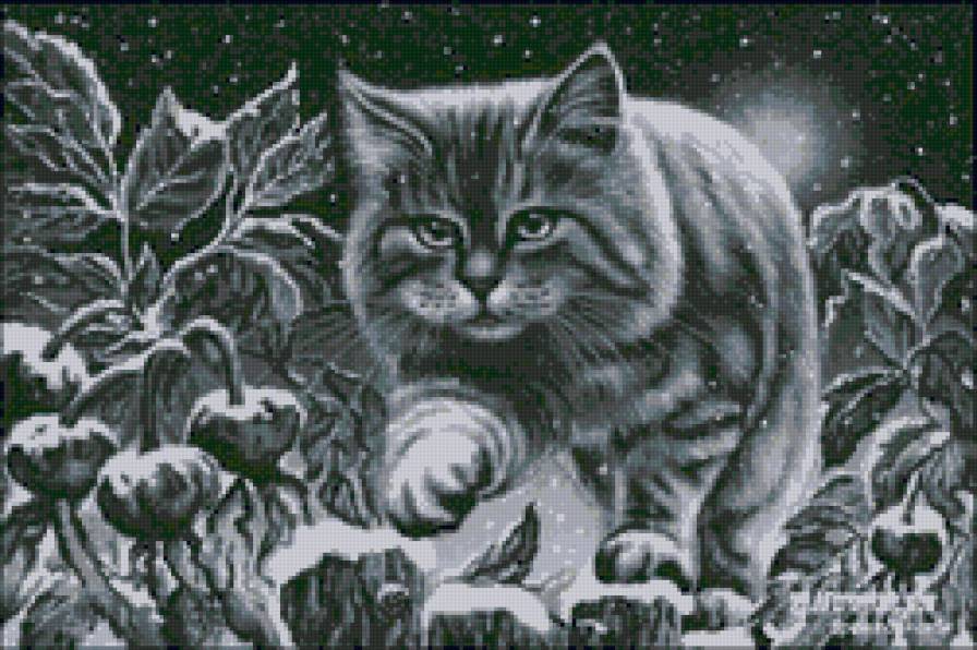 Котик - кот, кошка, снег, животные, ночь - предпросмотр