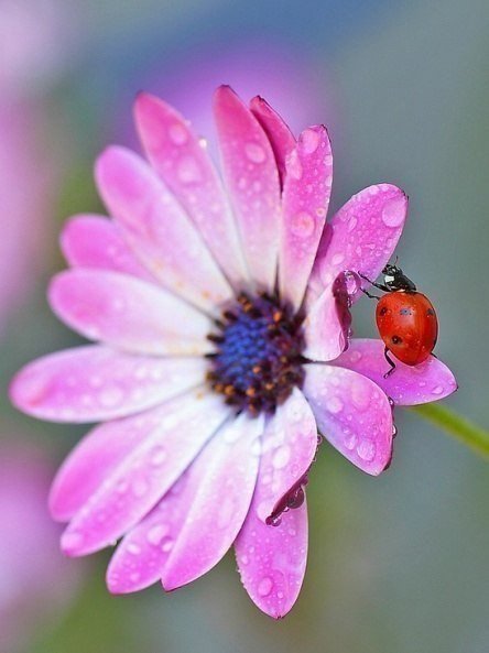 цветик - оригинал