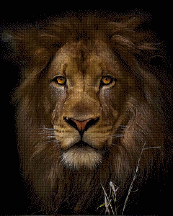 Лев - животные, лев - предпросмотр