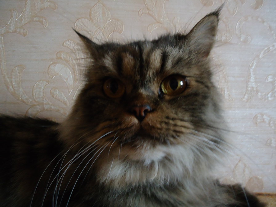 кощка муся - оригинал