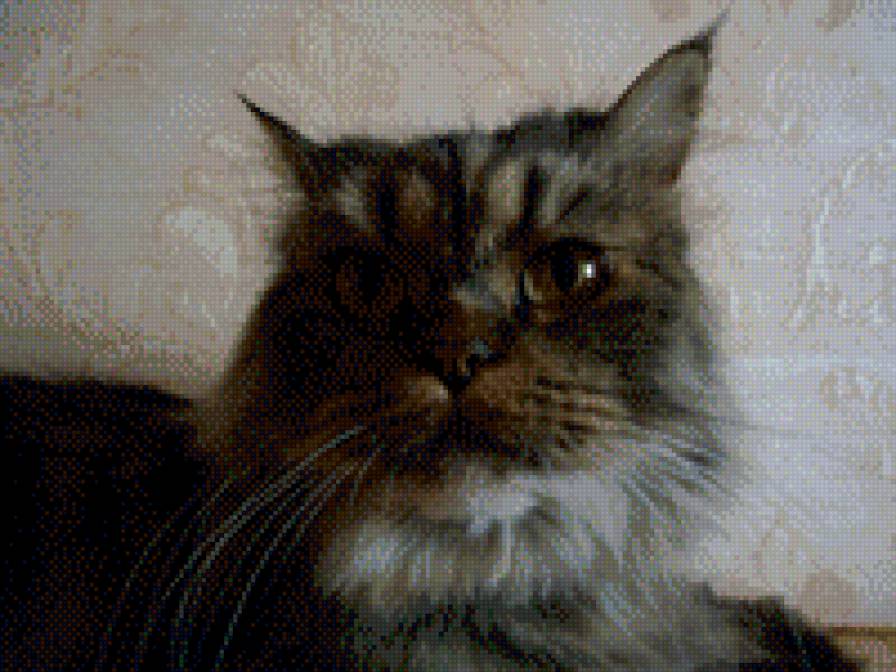 кощка муся - предпросмотр