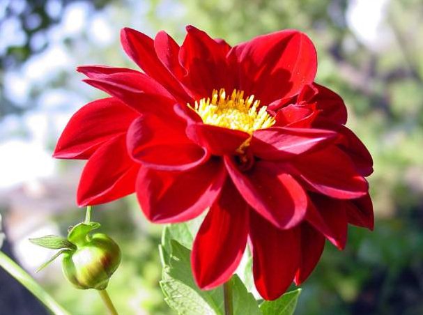 георгин - красный, цветок, георгин - оригинал