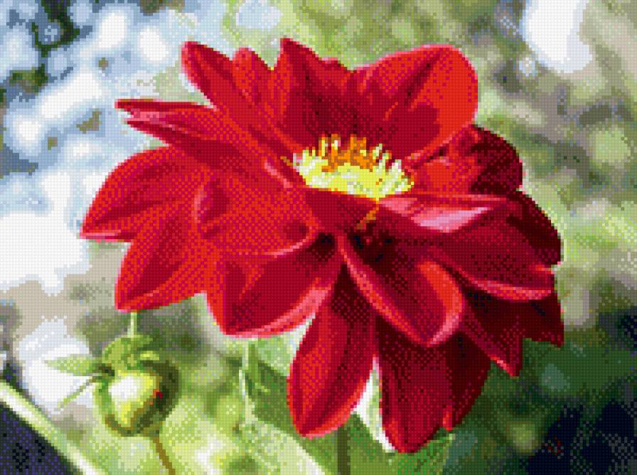 георгин - красный, георгин, цветок - предпросмотр