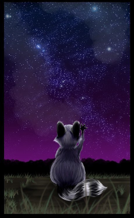Енот-мечтатель - трава, енот, ночь, звезды, небо, фиолетовый - оригинал