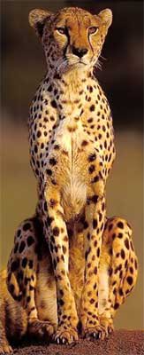 Гепард - гепард, кошки - оригинал