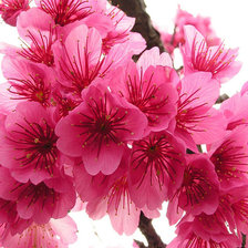 Схема вышивки «сакура»