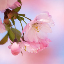 Схема вышивки «сакура»