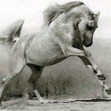 Схема вышивки «конь»