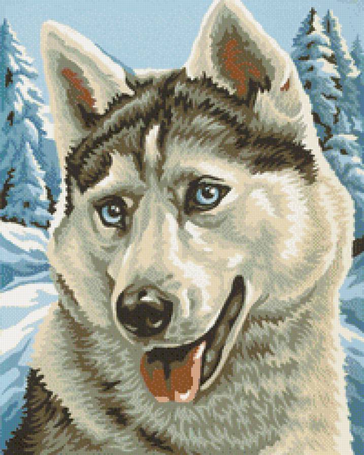 Лайка - животные, собаки - предпросмотр