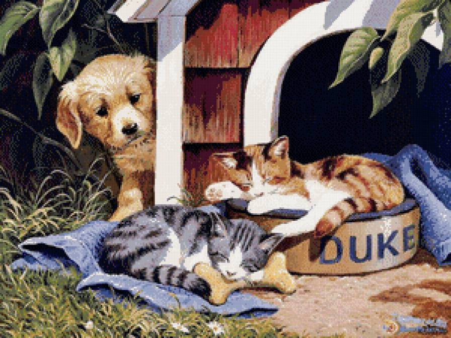 Удобное местечко - животные, коты, собаки - предпросмотр