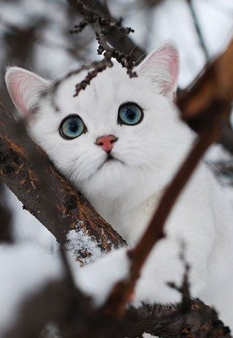 белый кот - оригинал