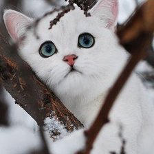 Схема вышивки «белый кот»