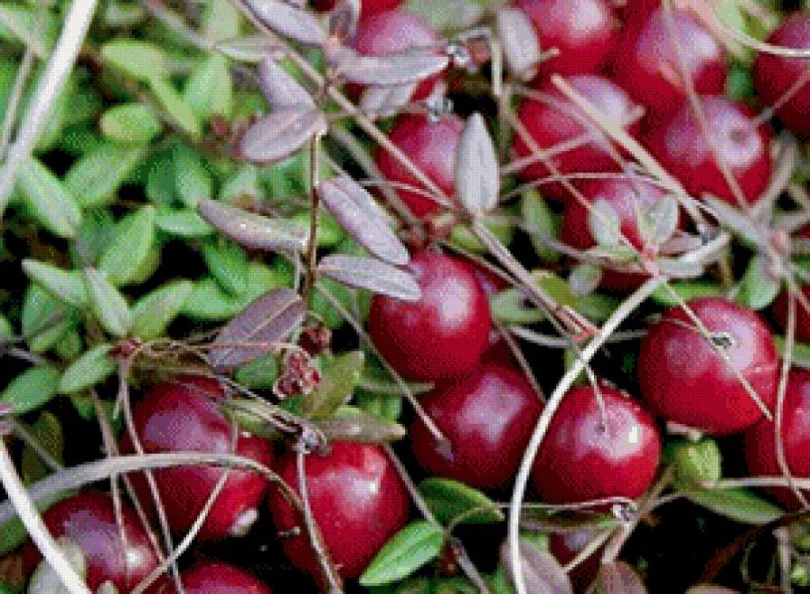 клюква - предпросмотр