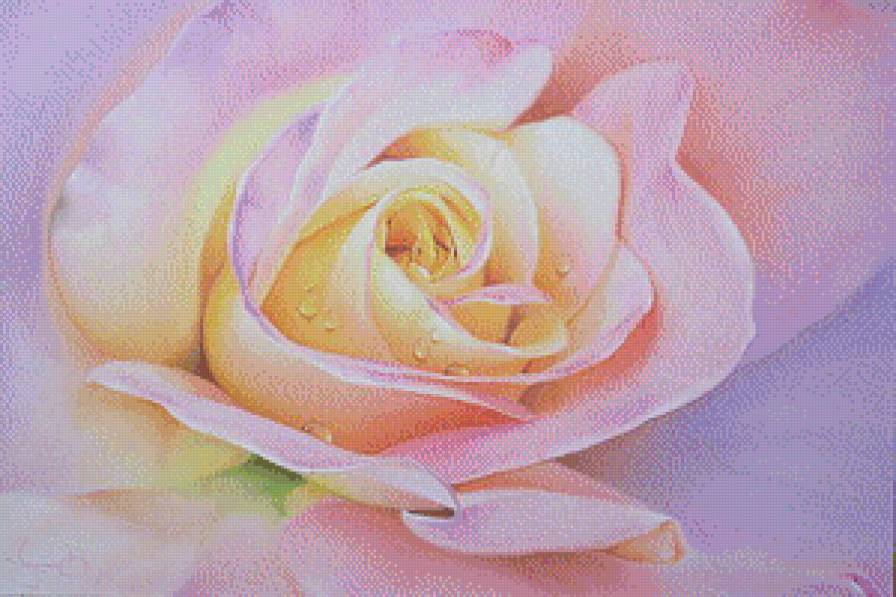 Роза и капельки росы - роза - предпросмотр