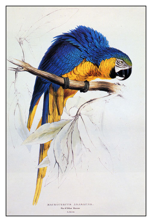 попугай - оригинал