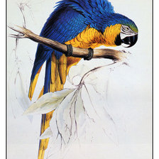 Схема вышивки «попугай»