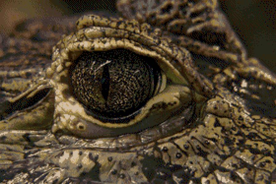 взгляд крокодила - крокодил, животные - предпросмотр