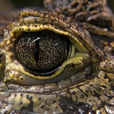 взгляд крокодила