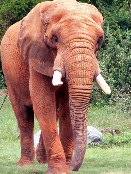 Слон - оригинал