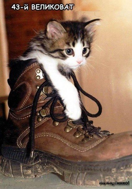 43 великоват - котенок - оригинал