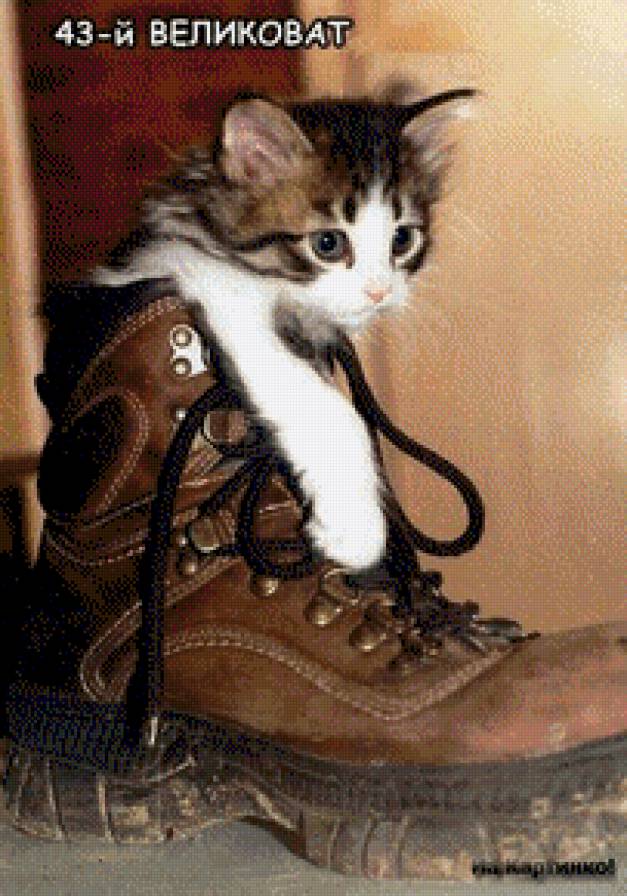 43 великоват - котенок - предпросмотр
