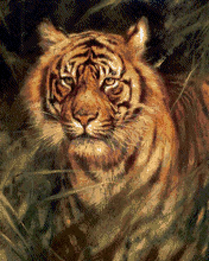 тигр - тигр - предпросмотр