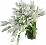 Схема вышивки «ПОДСНЕЖНИКИ»