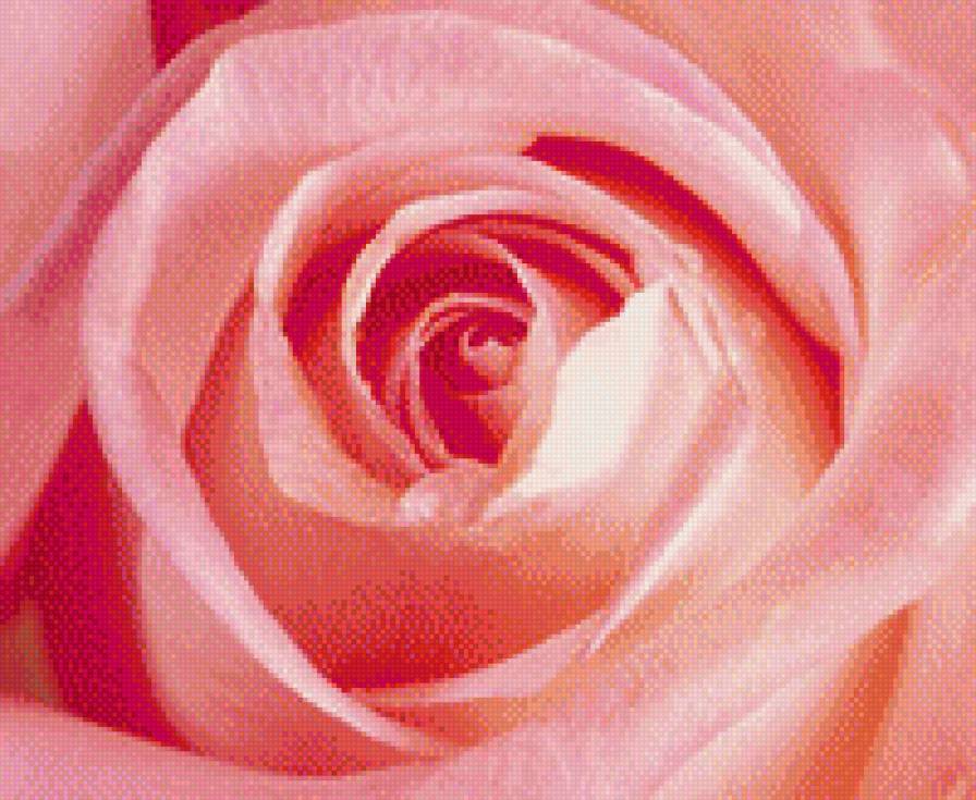 роза крас - предпросмотр